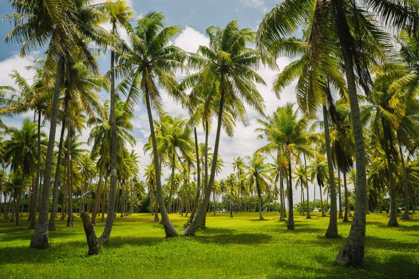 Photo - Polynésie Française - Vue du sol - Huahine #19