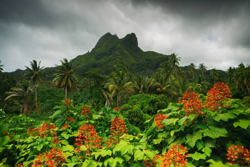 Photo - Polynésie Française - Vue du sol - Raiatea #20