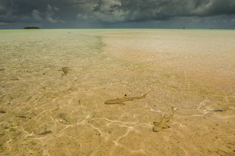 Photo - Polynésie Française - Vue du sol - Rangiroa #40