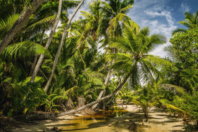 Photo - Polynésie Française - Vue du sol - Rangiroa #43