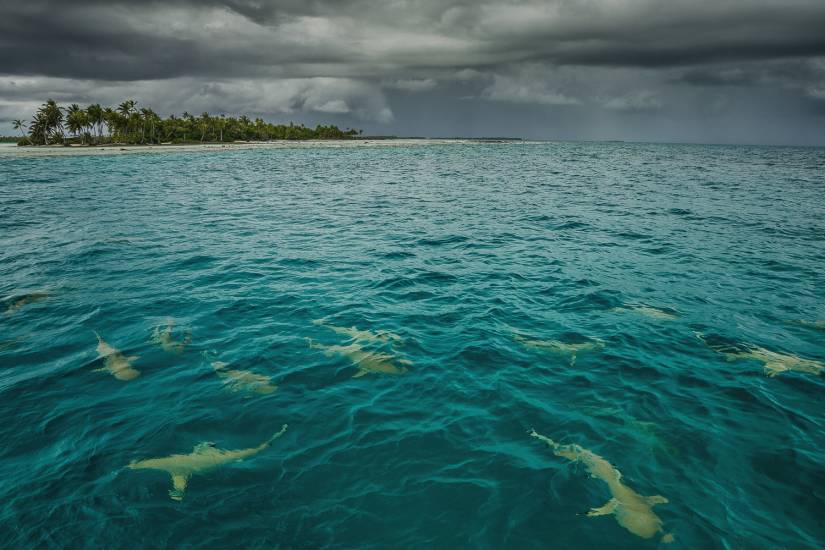 Photo - Polynésie Française - Vue du sol - Rangiroa #44